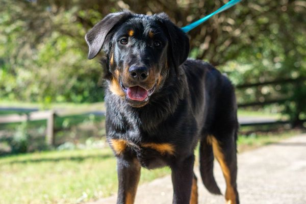 Black and tan dog on a leash outdoors.