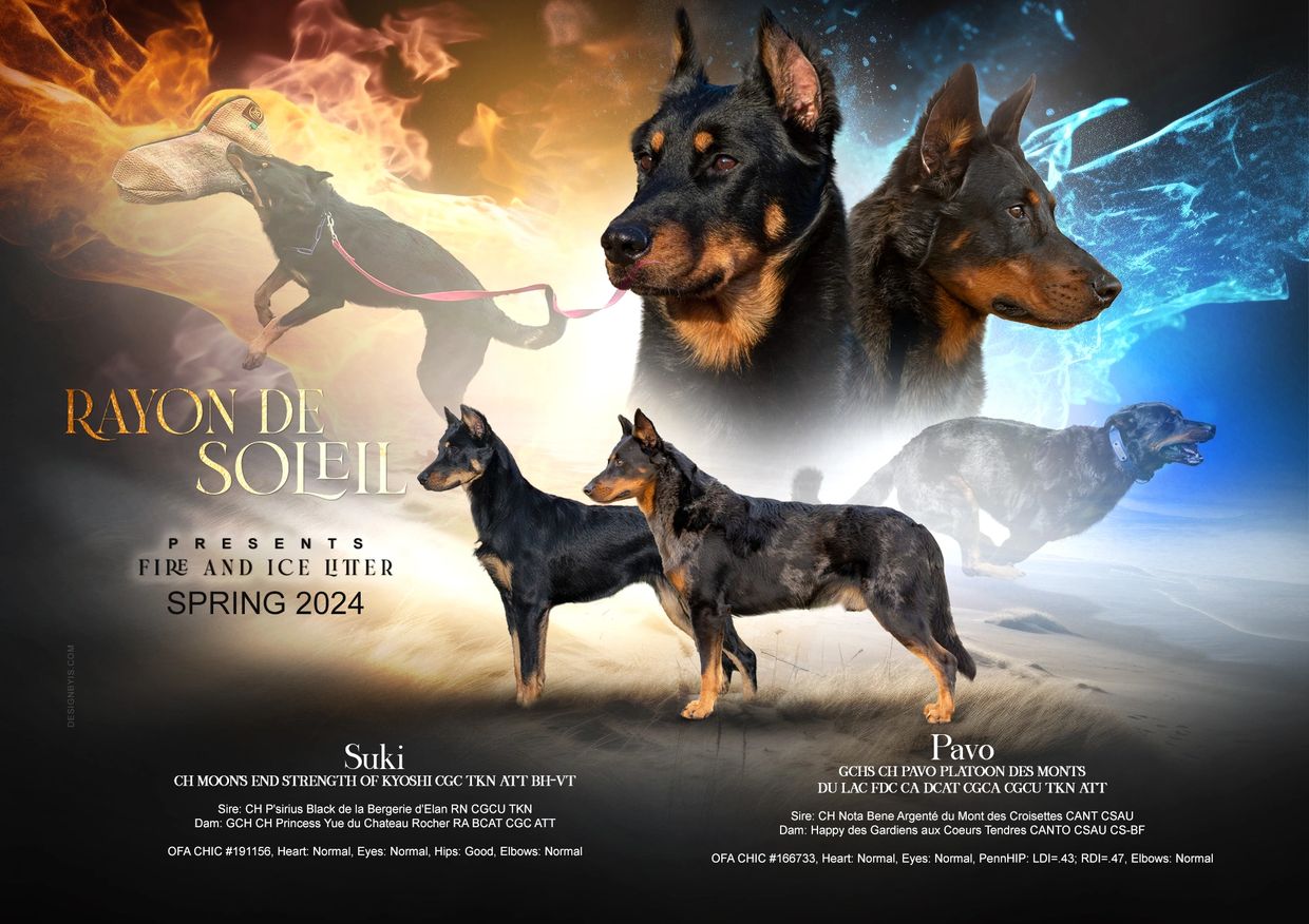 Advertisement for Fire and Ice litter of dogs by Rayon de Soleil, Spring 2024.