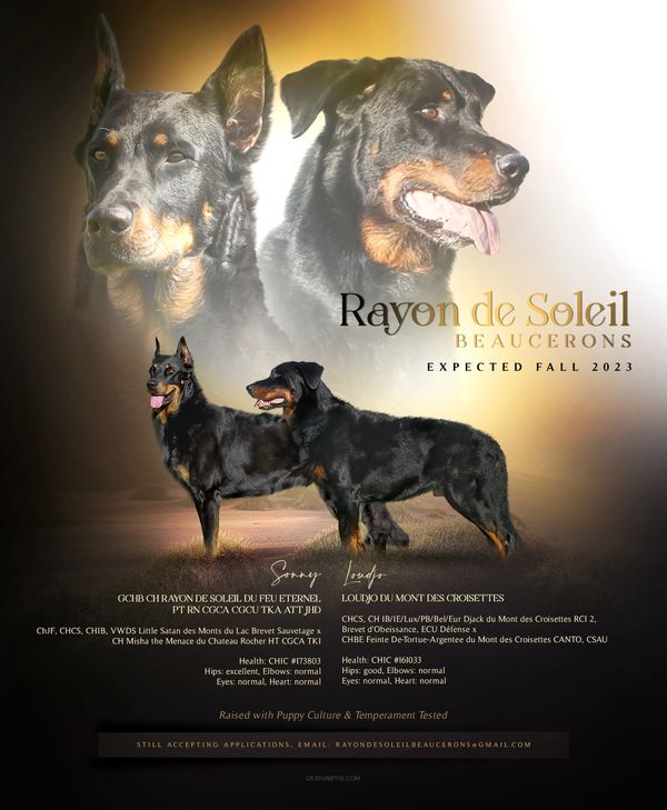 Beauceron dogs Sonny and Loudo with pedigree and health info.