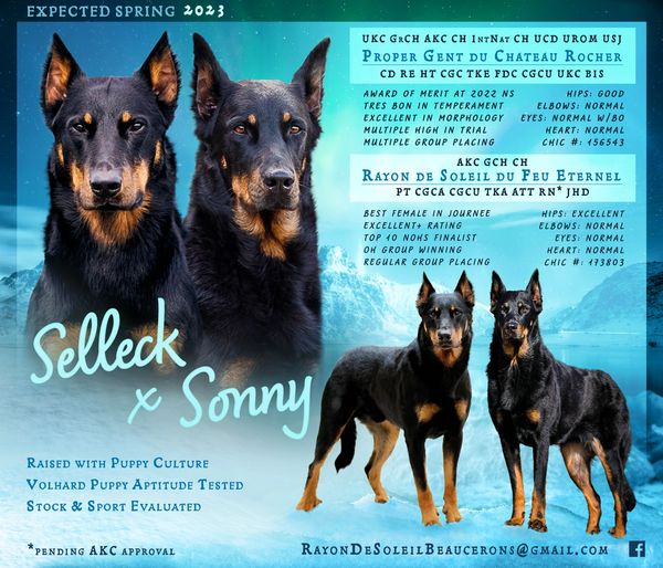 Two black and tan dogs named Selleck and Sonny with detailed pedigree info.