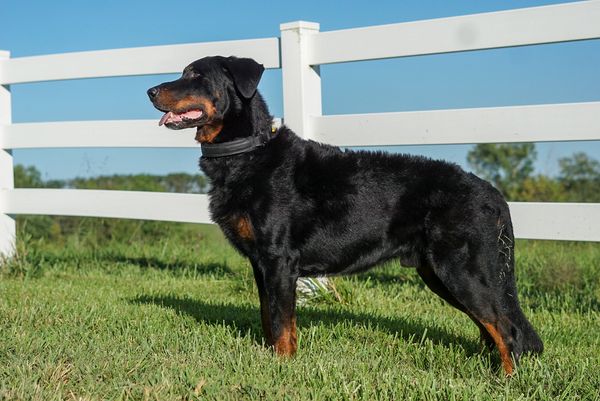A black and brown dog standing on grass near a white fence.