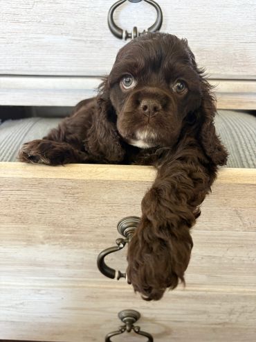 A brown puppy lounging inside a wooden drawer, looking curious.