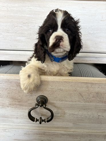 A black and white puppy peeks out of a drawer with a blue collar.