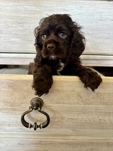 Adorable brown puppy peeking out of a wooden drawer.