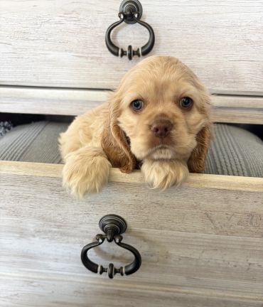 A cute puppy peeks out from a partially open drawer.