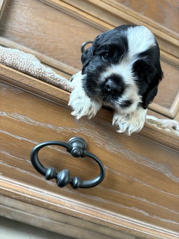 A black and white puppy peeks out from a wooden drawer.