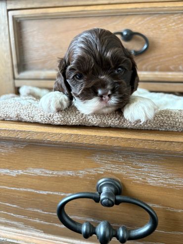 A small brown and white puppy resting on a soft surface on a wooden drawer.