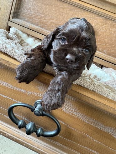 Cute brown puppy peeking out of a wooden drawer.