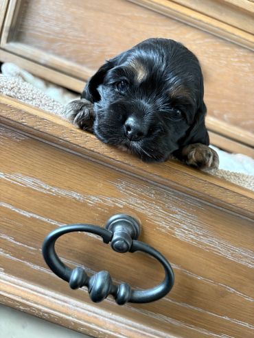 A small black and brown puppy resting on a wooden drawer.