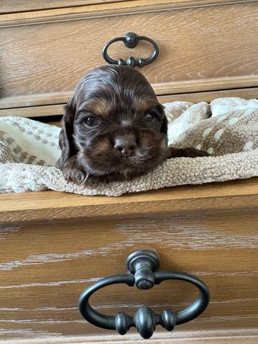 A small brown puppy resting on a blanket inside a wooden drawer.