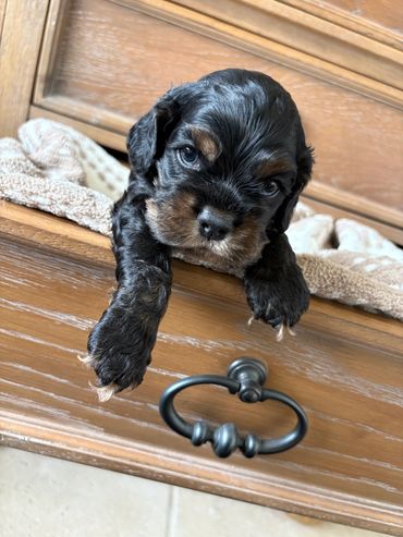 A cute black and brown puppy resting on a wooden drawer.