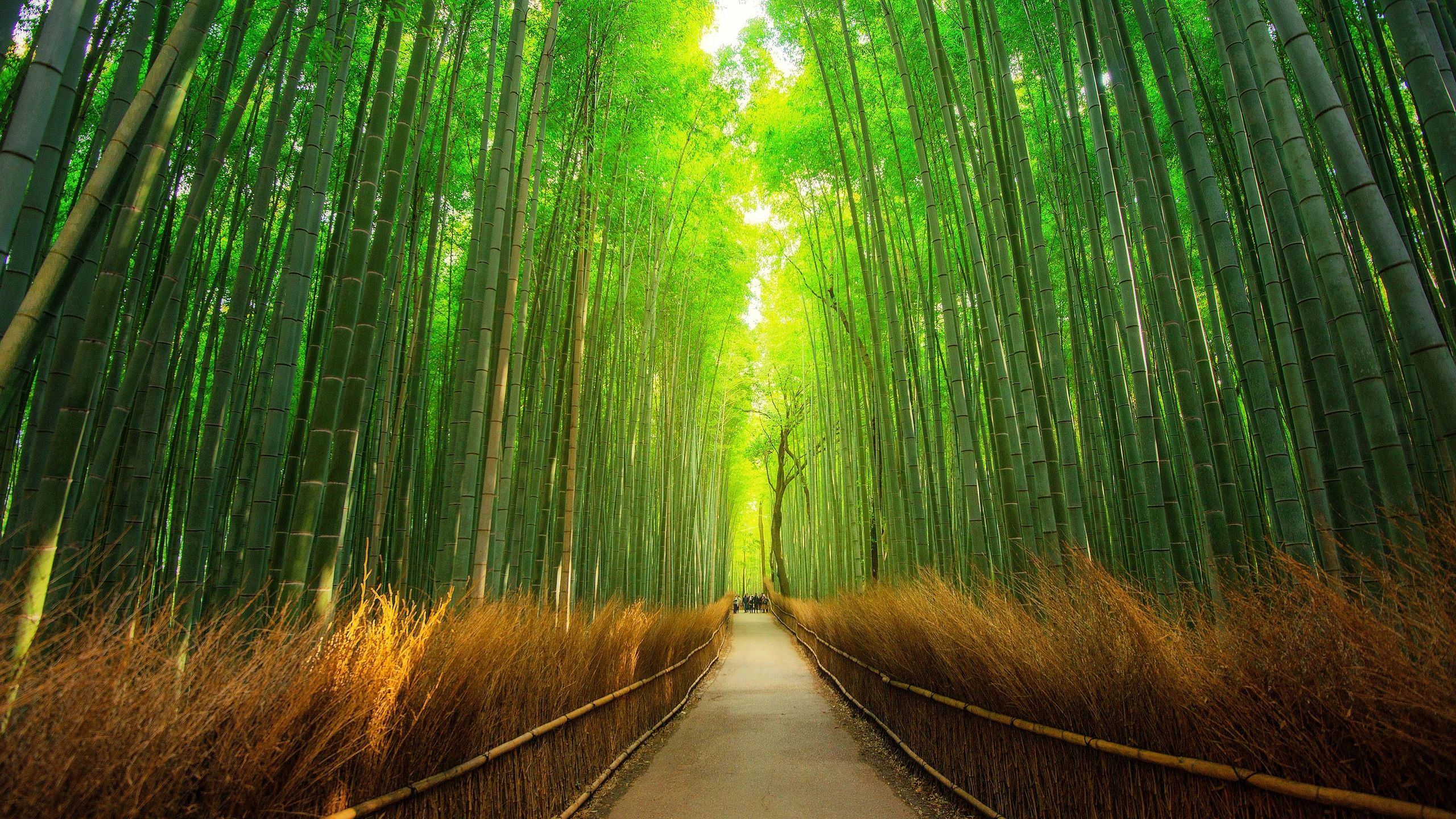 A serene bamboo forest path with sunlight filtering through tall bamboo stalks.