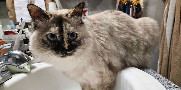 Fluffy cat standing on bathroom sink.