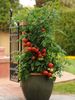 Planters