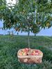 Fruit Trees