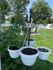Hanging baskets