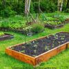 Raised beds + In-ground gardens