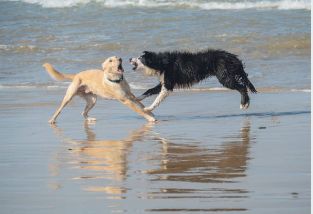 how do dogs raise their hackles