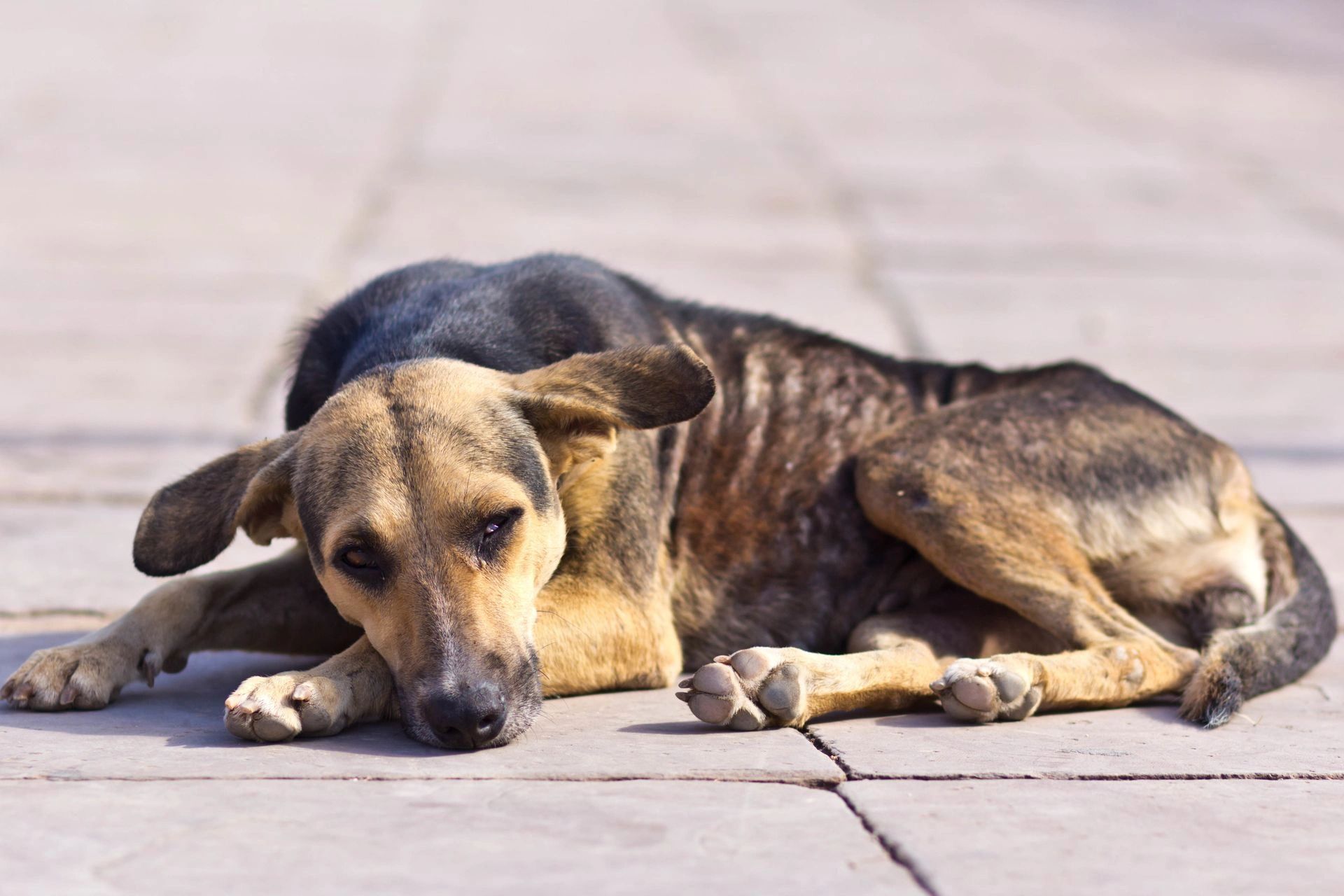 Are you bored yet? 5 dog enrichment ideas to keep them busy - Hounds and  Hooves