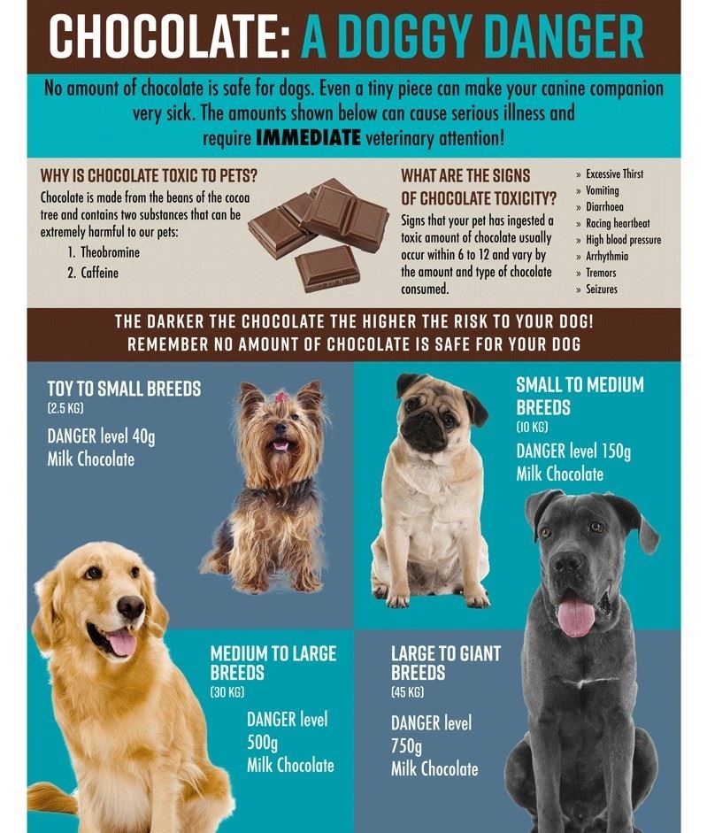 What In Chocolate Is Bad For Dogs Chocolate Dogs Amount Why Is