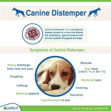 do dogs die from distemper