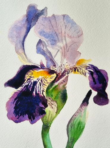 Purple Watercolour Iris - Art for Adults