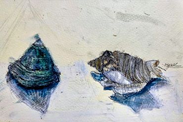 Watercolour and pen shells - Age 11