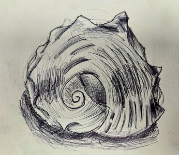 Pen shell - Age 11 years