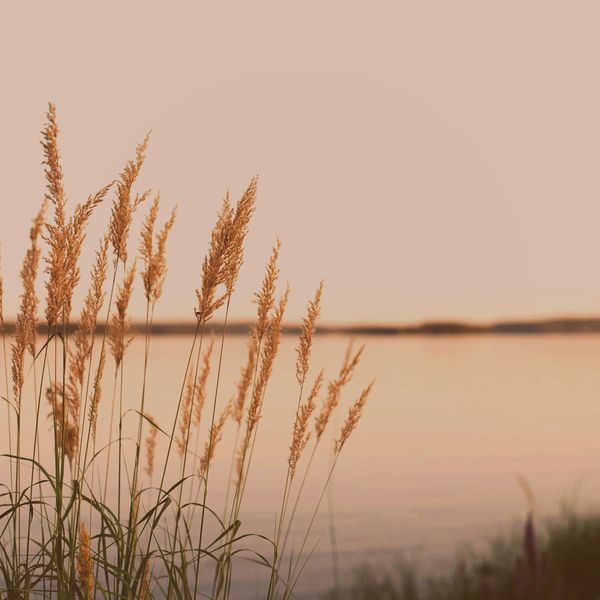 Golden reeds by a calm lakeside at sunset.