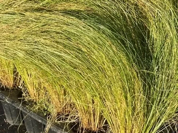 Rows of green grass plants in black nursery pots.