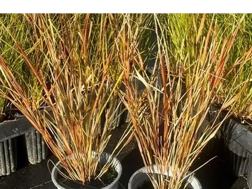 Two pots with tall, yellowish-brown grass plants under sunlight.