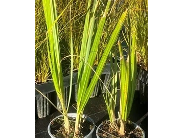 Two potted green plants with long leaves under sunlight.