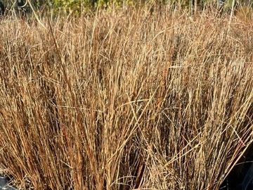Dense clusters of dry, brown grasses in a natural setting.
