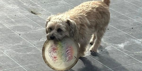 A fluffy dog holding a frisbee in its mouth outdoors.