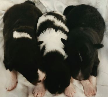 Three black and white puppies sleeping closely together on a blanket.