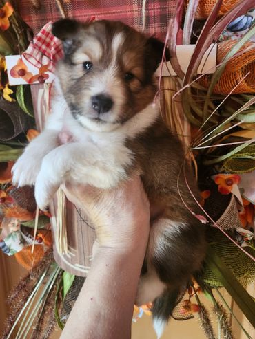 Sable and white girl born 9/5 from Moonshine and caramel.  Leave date 9/7 with akc paper's limited r