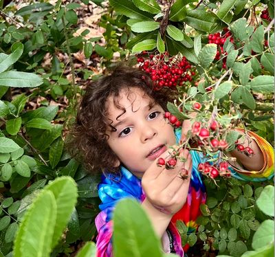 Child picking red berries from a bush.