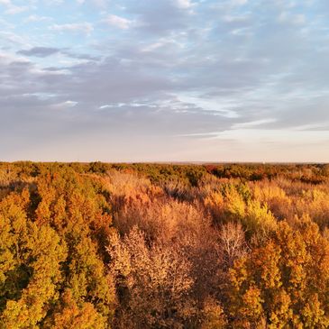 Aerial view of a forest during autumn with colorful trees and a partly cloudy sky.