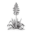 Agave Bloom MedSpa