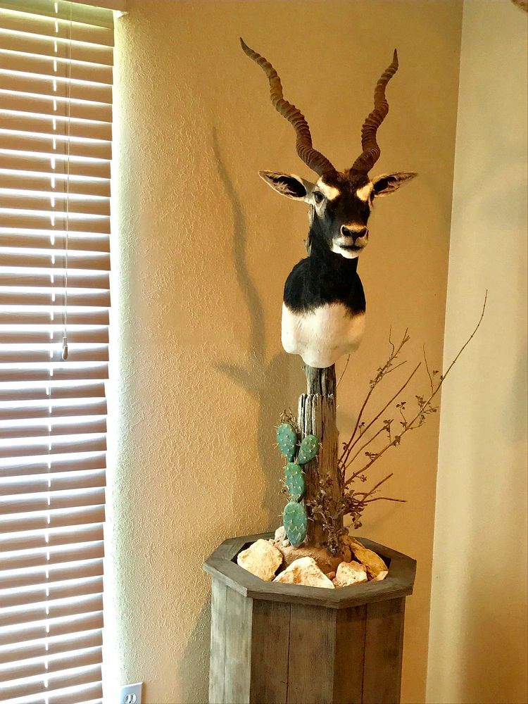 Taxidermy, Taxidermist MS TAXIDERMY Fort Stockton, Texas