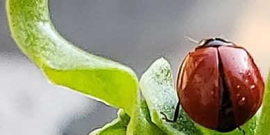 Ladybug on a leaf.