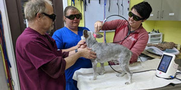 veterinarian doing laser therapy