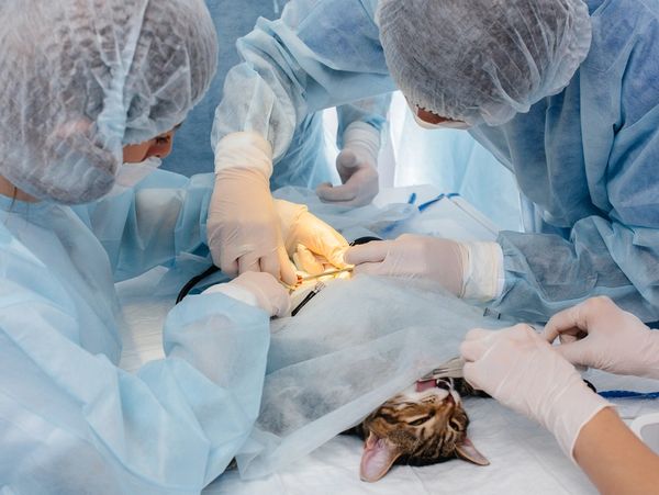 In a modern veterinary clinic, an operation is performed on an animal on the operating table 