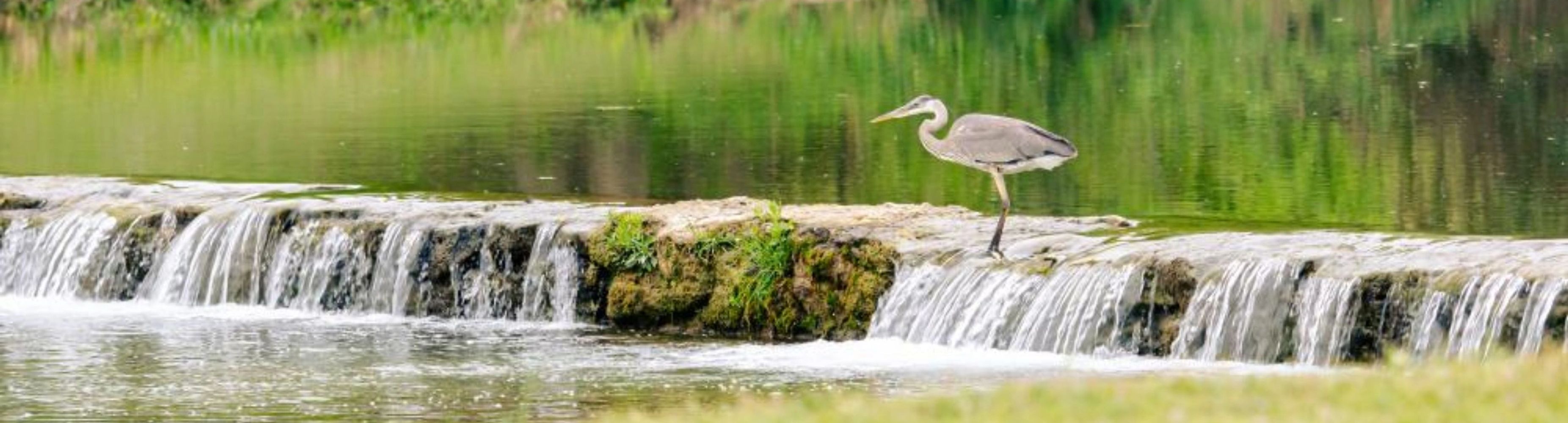 A heron stands on a small waterfall in a peaceful river.