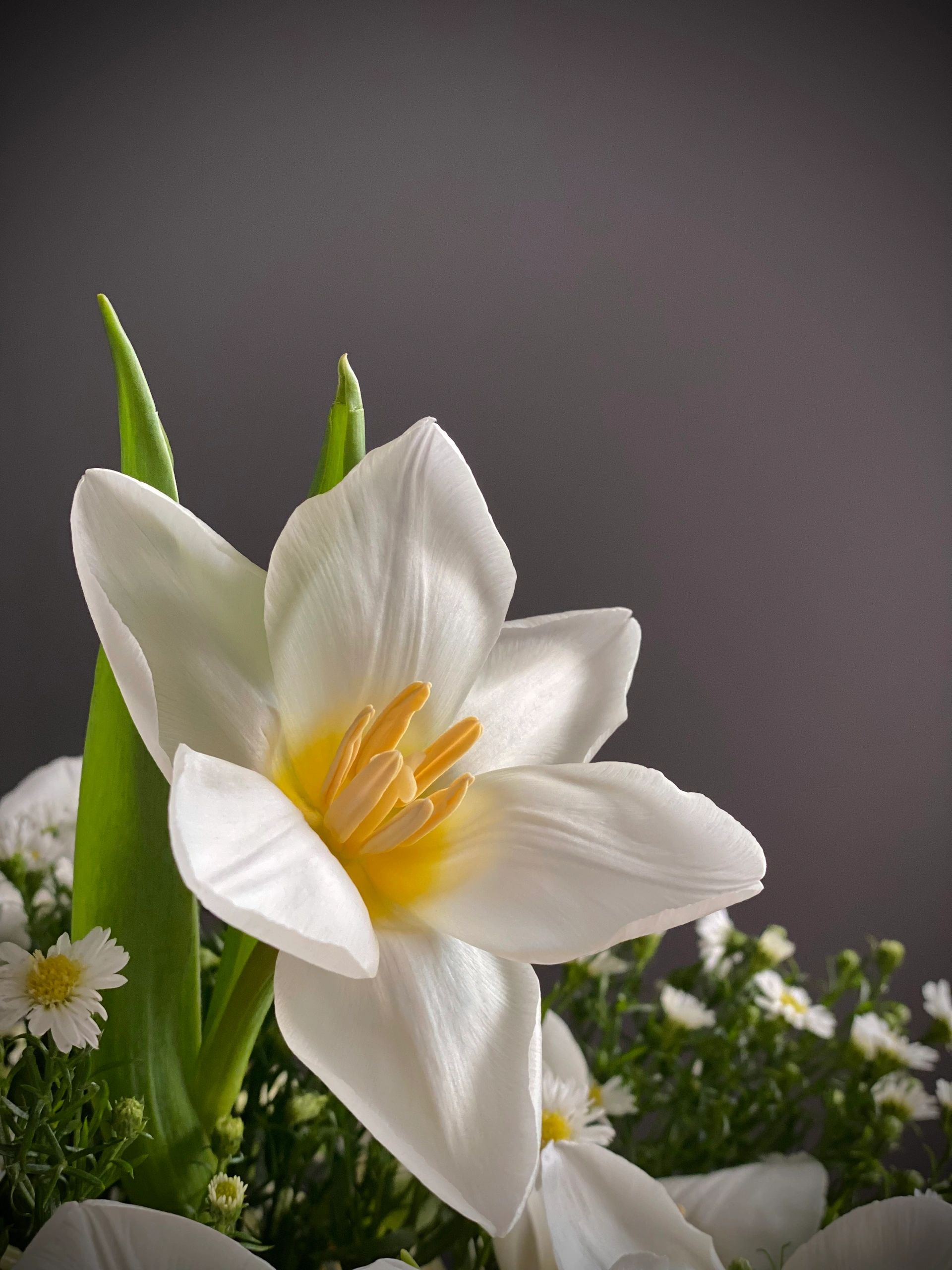 DRIED/PRESERVED FLORALS MGlam Petals