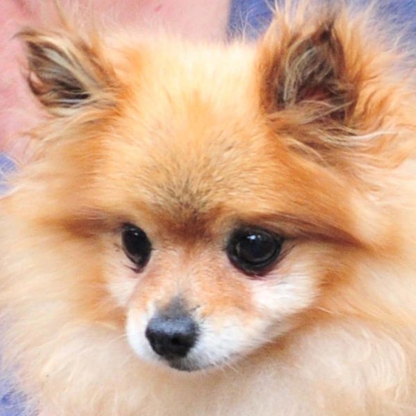 Close-up of a fluffy Pomeranian dog with big dark eyes.
