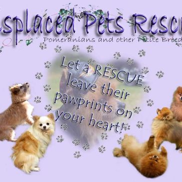 Cute Pomeranian dogs with a rescue-themed message and paw prints.