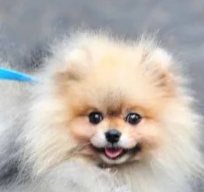 Fluffy Pomeranian dog with a happy expression.