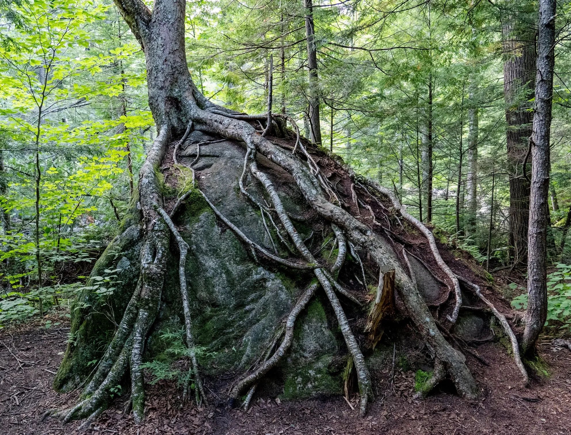 A green tree flourishing on a rock, illustrating strength and growth through difficulties.