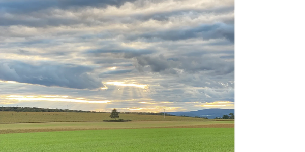 Sunlight shining farm field tree.